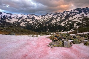 alga delle nevi