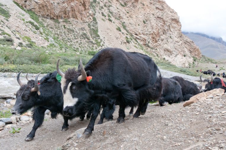 Dolpo:l'ultimo rifugio dei tibetani.