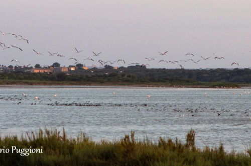 Riserva_Naturale_Vendicari_Siracusa