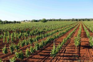 Cantine San Marzano