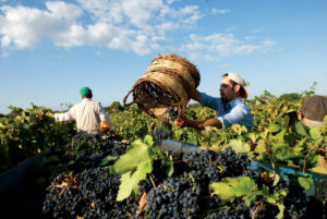 Cantine San Marzano