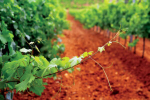 Cantine San Marzano