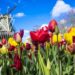 fioritura- tulipani-Olanda-