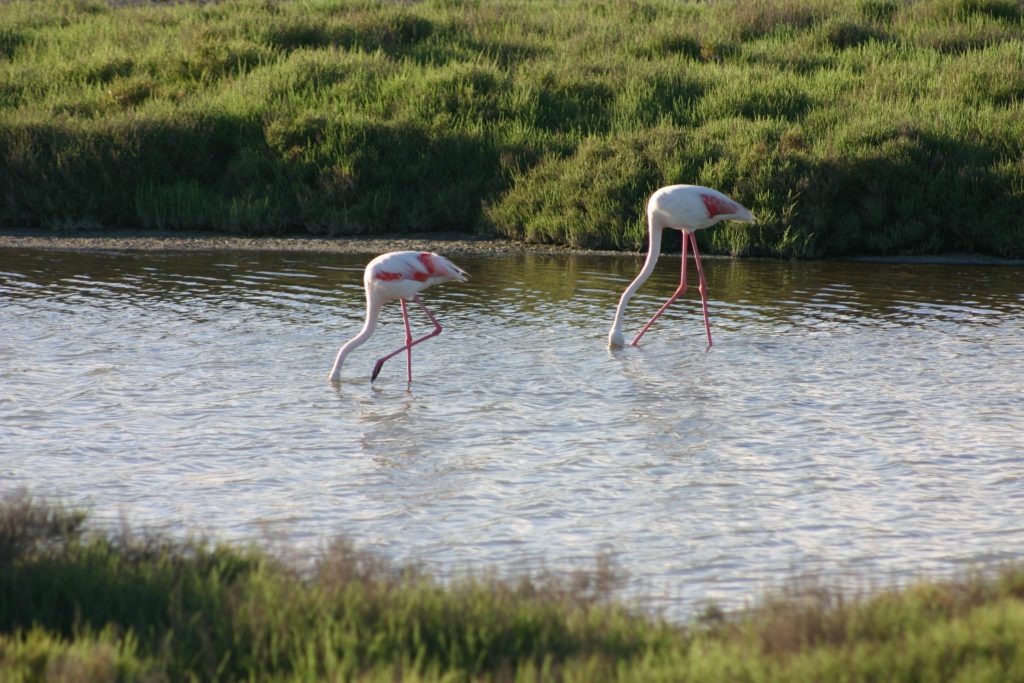 houseboat-Francia-Camargue