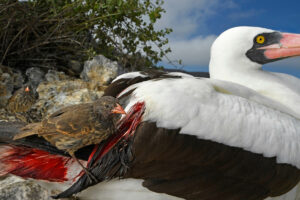 Wildlife Photographer of the Year