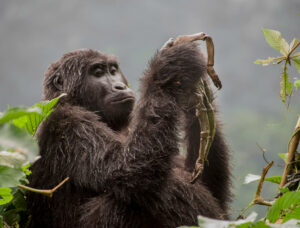 Wildlife Photographer of the Year