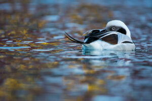 Wildlife Photographer of the Year