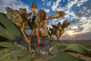 Wildlife Photographer of the Year