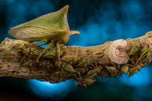 Wildlife Photographer of the Year