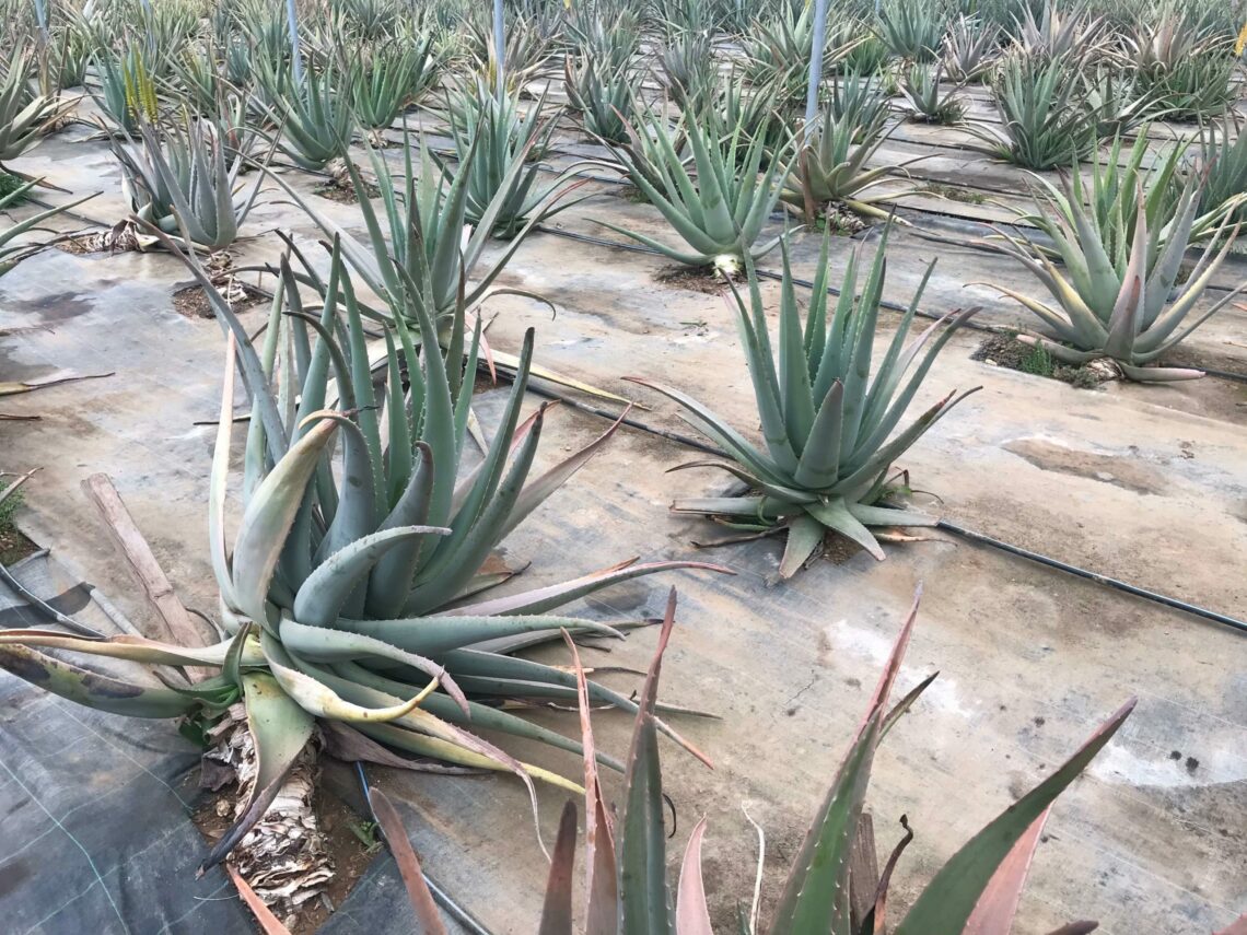 aloeboa-le-mille-virtu-dellaloe-di-capo-verde