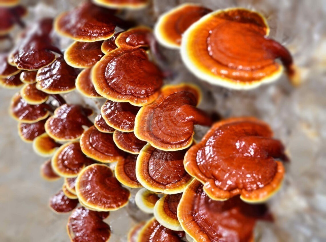 ganoderma-lucidum-il-fungo-dellimmortalita