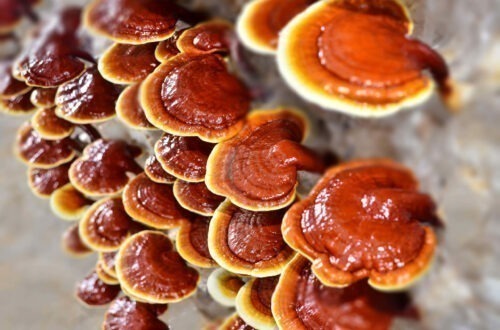 ganoderma-lucidum-il-fungo-dellimmortalita