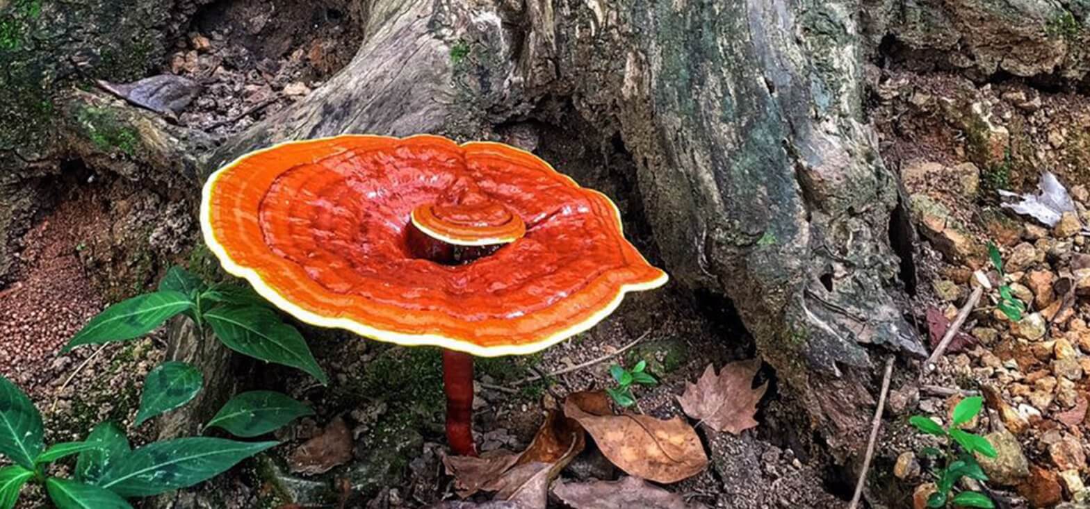 ganoderma-lucidum-il-fungo-dellimmortalita