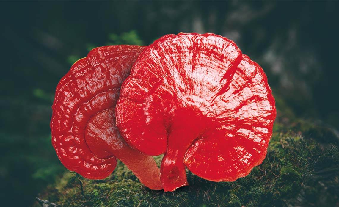 ganoderma-lucidum-il-fungo-dellimmortalita