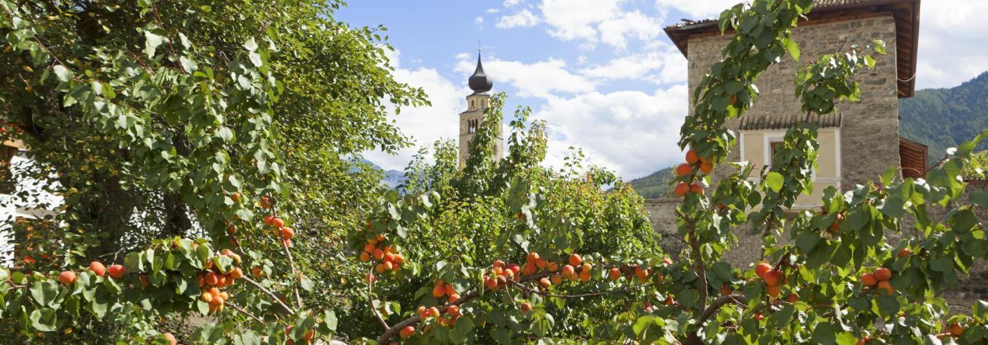 le-albicocche-della-val-venosta-in-alto-adige