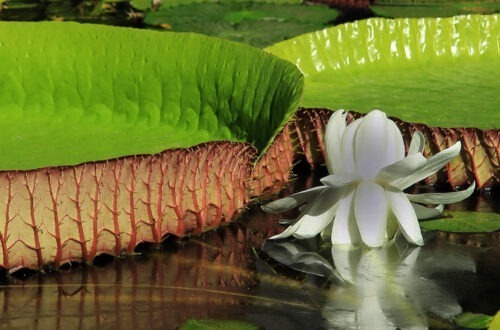 mauritius-in-fiore-tra-profumi-e-colori