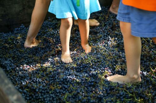 fontanafredda-il-rinascimento-verde-incomincia-dalla-vendemmia