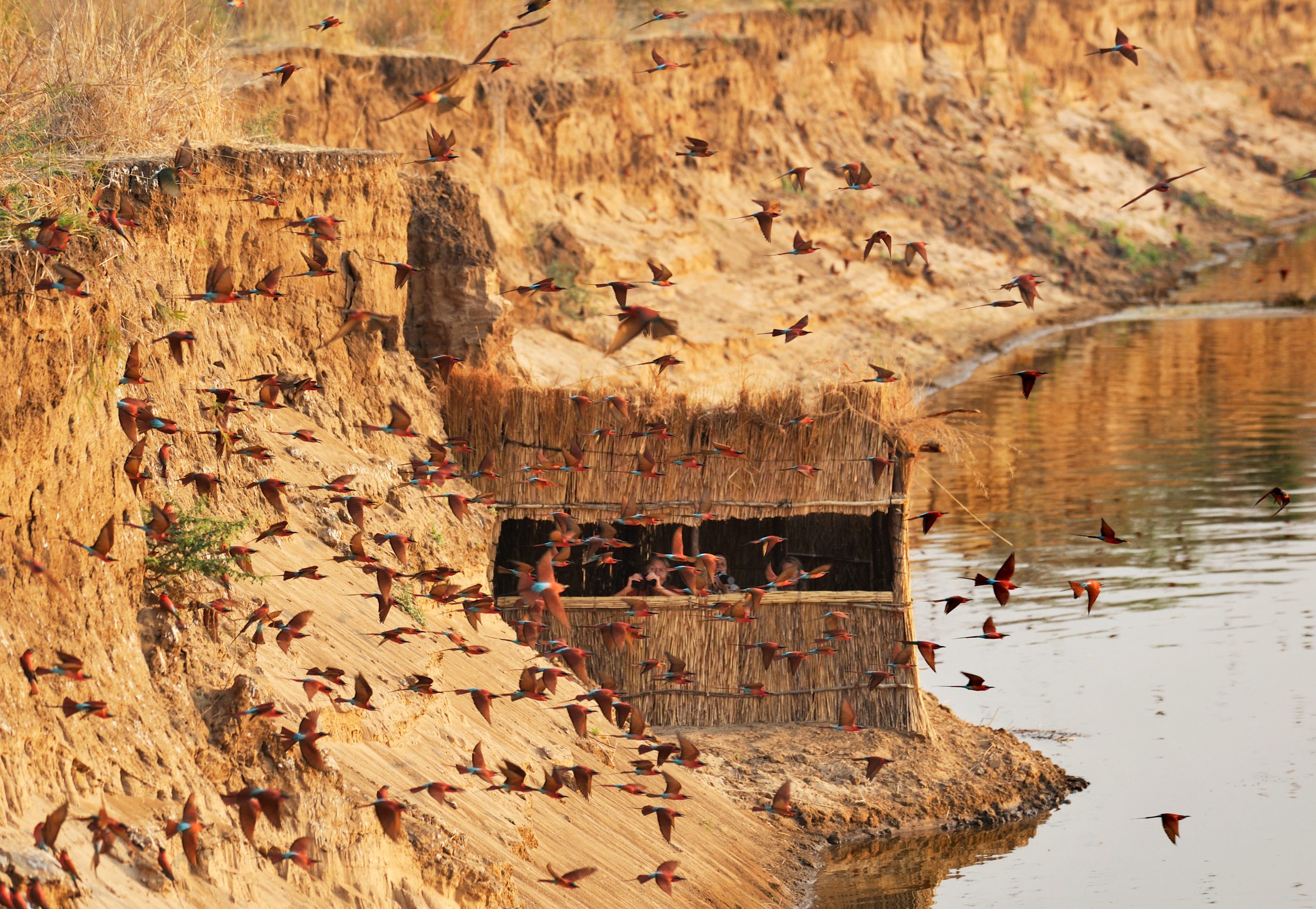 zambia-un-safari-diverso-a-piedi-nel-bush-africano