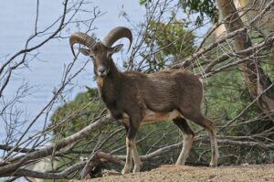 arbatax-park-sardinia-resort-sulla-costa-dellogliastra