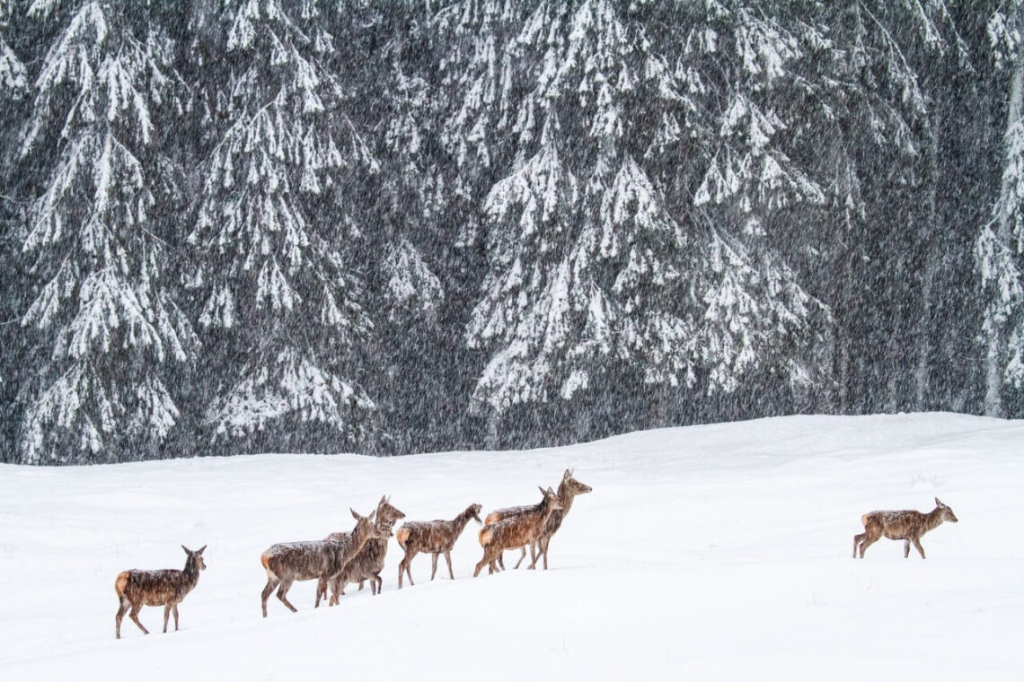 val-di-fiemme-una-destinazione-magnifica-tra-le-dolomiti