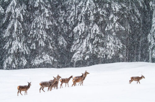 val-di-fiemme-una-destinazione-magnifica-tra-le-dolomiti