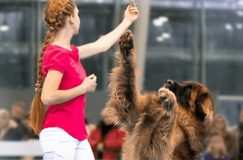 dog-dance-per-la-prima-volta-in-italia-i-campionati-europei