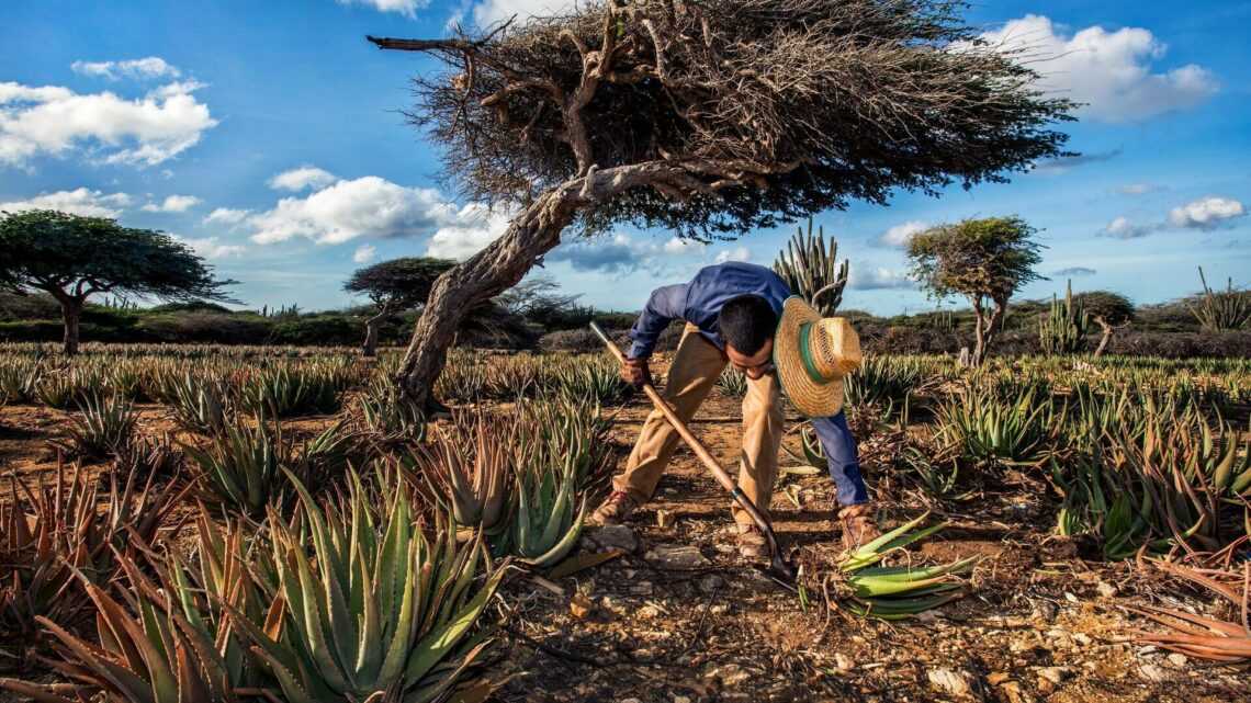 aruba-le-nuove-esperienze-nellisola-felice-una-perla-dei-caraibi