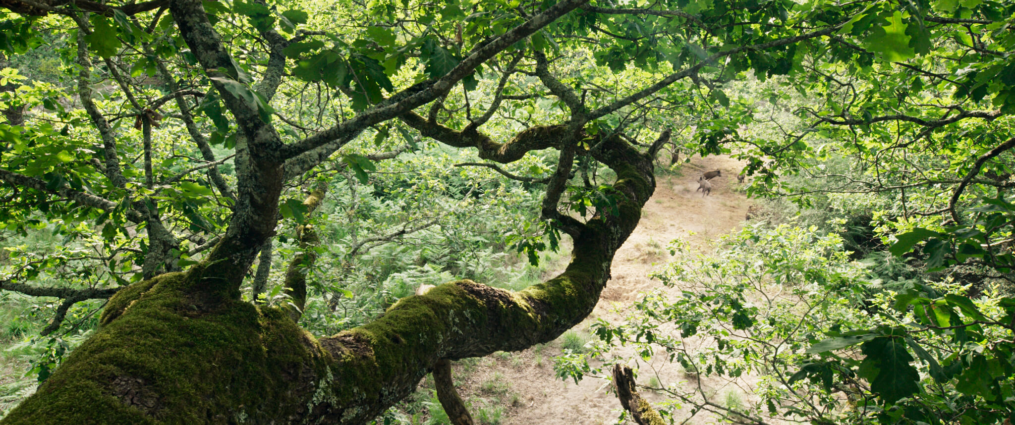 la-quercia-e-i-suoi-abitanti-la-vita-incontaminata-della-natura