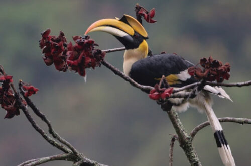 bhutan-bird-festival-2024-nel-paradiso-dellecoturismo