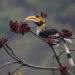 bhutan-bird-festival-2024-nel-paradiso-dellecoturismo