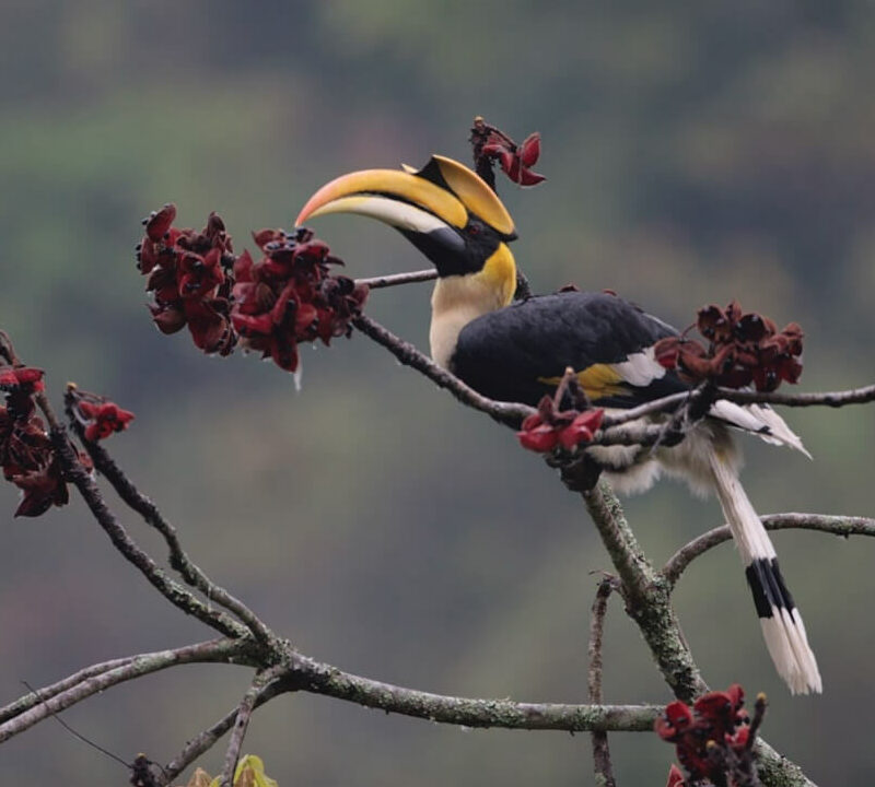 bhutan-bird-festival-2024-nel-paradiso-dellecoturismo