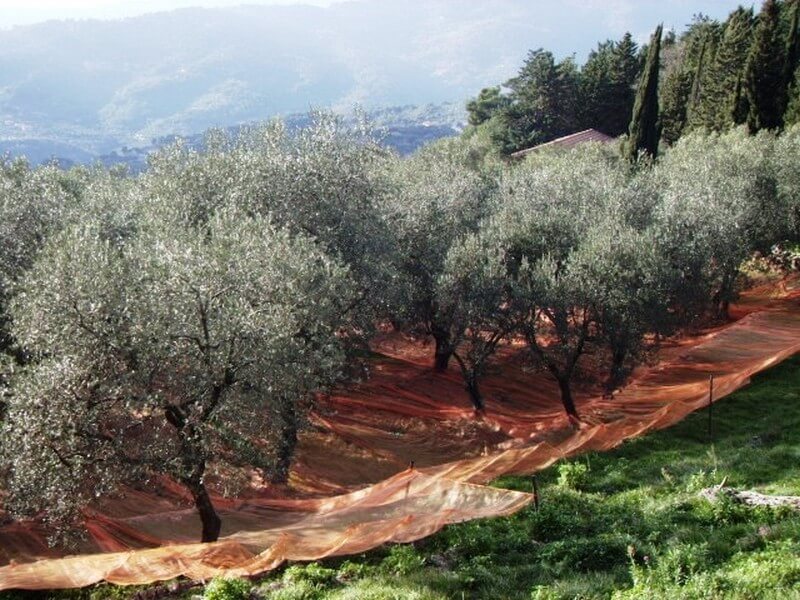 A Imperia ritorna Olioliva 2024: la festa dell'olio nuovo